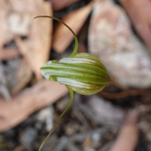 Pterostylis longipetala at Sassafras, NSW - suppressed