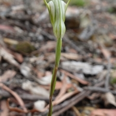 Pterostylis longipetala at Sassafras, NSW - suppressed