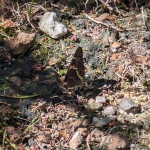 Tisiphone abeona at Beecroft Peninsula, NSW - 9 Mar 2024 03:08 PM