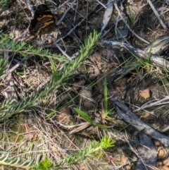 Tisiphone abeona at Beecroft Peninsula, NSW - 9 Mar 2024 03:08 PM