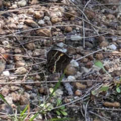 Tisiphone abeona at Beecroft Peninsula, NSW - 9 Mar 2024 03:08 PM