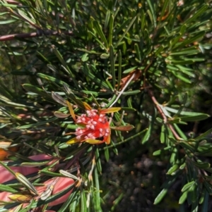 Lambertia formosa at Beecroft Peninsula, NSW - 9 Mar 2024 03:03 PM