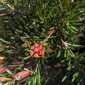 Lambertia formosa at Beecroft Peninsula, NSW - 9 Mar 2024