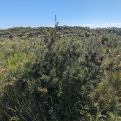 Lambertia formosa at Beecroft Peninsula, NSW - 9 Mar 2024 03:03 PM