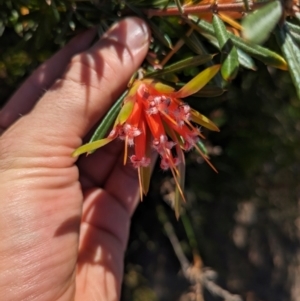 Lambertia formosa at Beecroft Peninsula, NSW - 9 Mar 2024