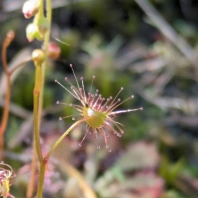 Drosera (genus) (A Sundew) at Beecroft Peninsula, NSW - 9 Mar 2024 by WalterEgo