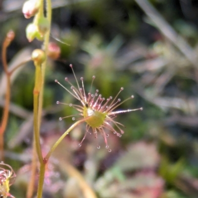 Drosera sp. at Beecroft Peninsula, NSW - 9 Mar 2024 by WalterEgo