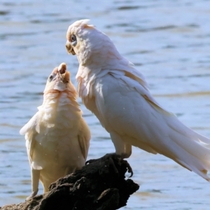 Cacatua sanguinea at Belvoir Park - 9 Mar 2024