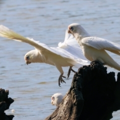 Cacatua sanguinea at Belvoir Park - 9 Mar 2024 09:00 AM