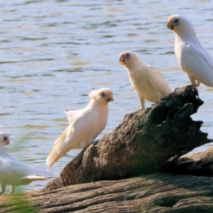 Cacatua sanguinea at Belvoir Park - 9 Mar 2024 09:00 AM