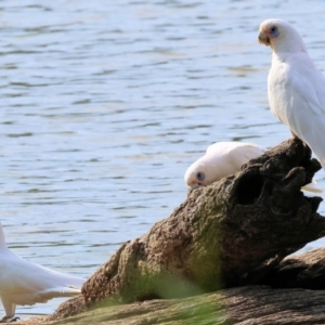 Cacatua sanguinea at Belvoir Park - 9 Mar 2024 09:00 AM