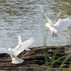 Cacatua sanguinea at Belvoir Park - 9 Mar 2024 09:00 AM