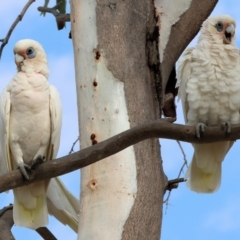 Cacatua sanguinea (Little Corella) at Belvoir Park - 8 Mar 2024 by KylieWaldon