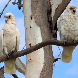 Cacatua sanguinea at Belvoir Park - 9 Mar 2024 09:03 AM