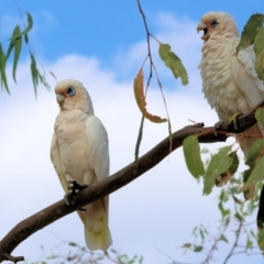 Cacatua sanguinea at Belvoir Park - 9 Mar 2024 09:03 AM