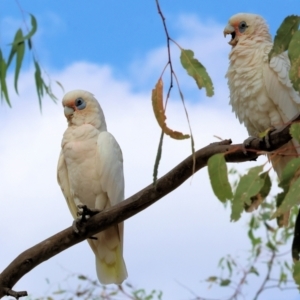 Cacatua sanguinea at Belvoir Park - 9 Mar 2024 09:03 AM