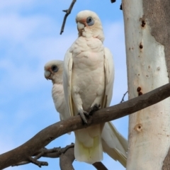 Cacatua sanguinea at Belvoir Park - 9 Mar 2024 09:03 AM