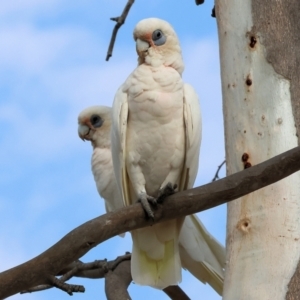 Cacatua sanguinea at Belvoir Park - 9 Mar 2024 09:03 AM