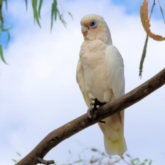 Cacatua sanguinea at Belvoir Park - 9 Mar 2024 09:03 AM