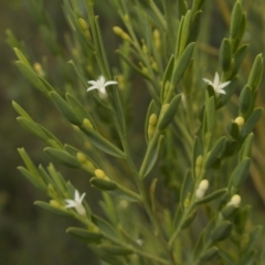 Olax stricta (Olax) at Sassafras, NSW - 5 Mar 2024 by RobG1