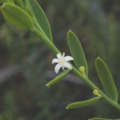 Olax stricta at Sassafras, NSW - 6 Mar 2024