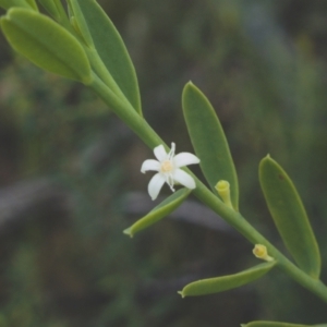 Olax stricta at Sassafras, NSW - 6 Mar 2024 10:34 AM