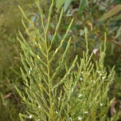 Olax stricta at Sassafras, NSW - 6 Mar 2024