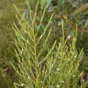 Olax stricta at Sassafras, NSW - 6 Mar 2024