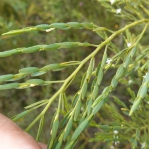 Olax stricta at Sassafras, NSW - 6 Mar 2024