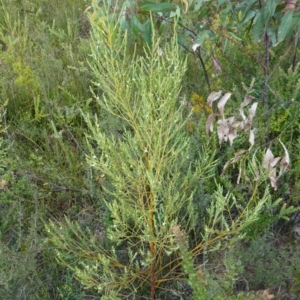 Olax stricta at Sassafras, NSW - 6 Mar 2024