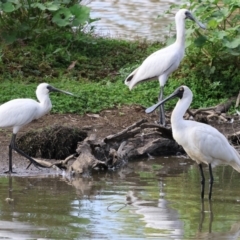 Platalea regia (Royal Spoonbill) at Wodonga, VIC - 8 Mar 2024 by KylieWaldon