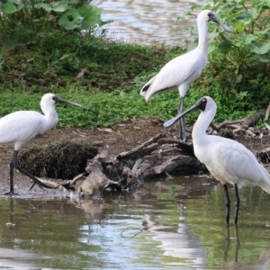 Platalea regia at Belvoir Park - 9 Mar 2024 09:06 AM