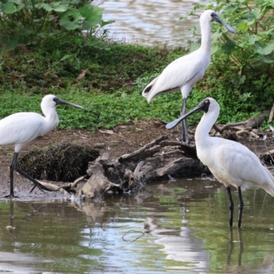 Platalea regia (Royal Spoonbill) at Belvoir Park - 9 Mar 2024 by KylieWaldon