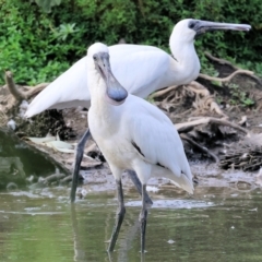 Platalea regia at Belvoir Park - 9 Mar 2024 09:06 AM