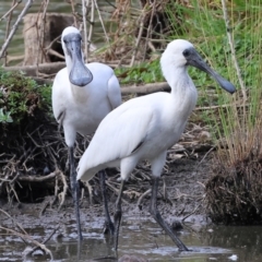 Platalea regia at Belvoir Park - 9 Mar 2024