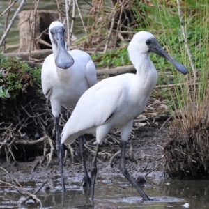 Platalea regia at Belvoir Park - 9 Mar 2024 09:06 AM