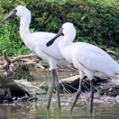 Platalea regia at Belvoir Park - 9 Mar 2024 09:06 AM