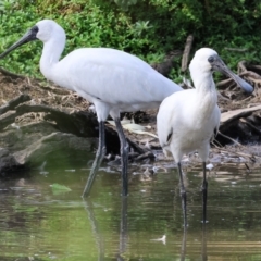 Platalea regia at Belvoir Park - 9 Mar 2024