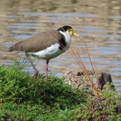 Vanellus miles (Masked Lapwing) at Belvoir Park - 8 Mar 2024 by KylieWaldon