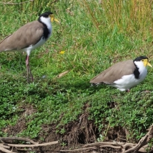 Vanellus miles at Belvoir Park - 9 Mar 2024 09:06 AM