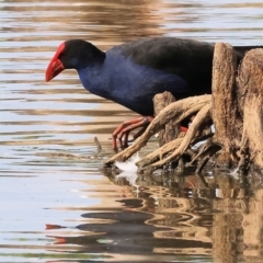 Porphyrio melanotus (Australasian Swamphen) at Belvoir Park - 8 Mar 2024 by KylieWaldon