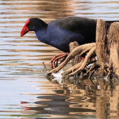 Porphyrio melanotus (Australasian Swamphen) at Wodonga, VIC - 8 Mar 2024 by KylieWaldon