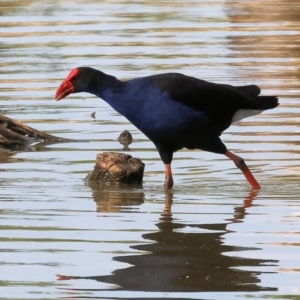 Porphyrio melanotus at Belvoir Park - 9 Mar 2024