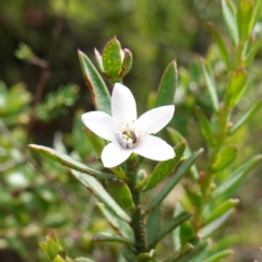 Philotheca scabra subsp. latifolia (A Waxflower) at Sassafras, NSW - 5 Mar 2024 by RobG1
