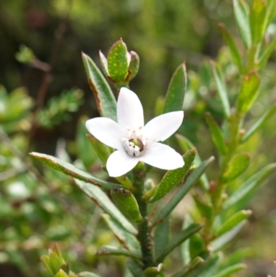 Philotheca scabra subsp. latifolia (A Waxflower) at Morton National Park - 6 Mar 2024 by RobG1