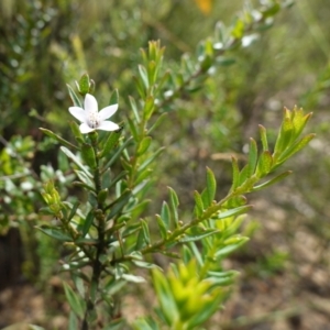 Philotheca scabra subsp. latifolia at Morton National Park - 6 Mar 2024