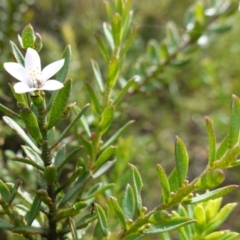 Philotheca scabra subsp. latifolia at Morton National Park - 6 Mar 2024