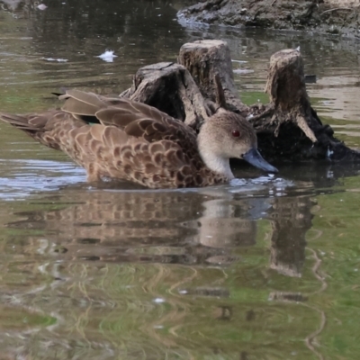 Anas gracilis (Grey Teal) at Wodonga - 8 Mar 2024 by KylieWaldon