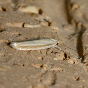 Palimmeces pseudomorpha at Harrison, ACT - suppressed