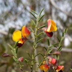 Bossiaea heterophylla (Variable Bossiaea) at Morton National Park - 6 Mar 2024 by RobG1